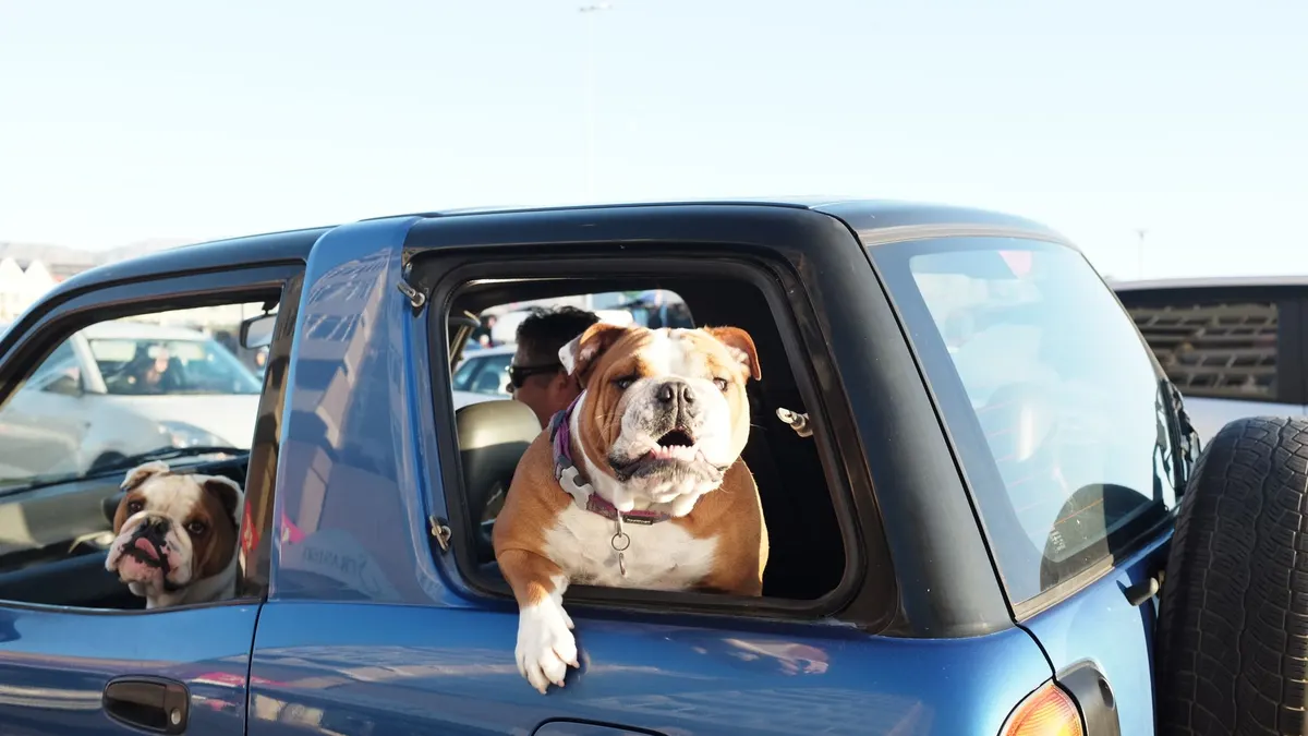 Best Car Ramps for Senior Dogs