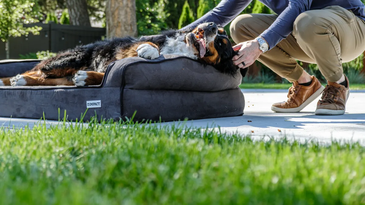 Best Cooling Beds for Older Dogs
