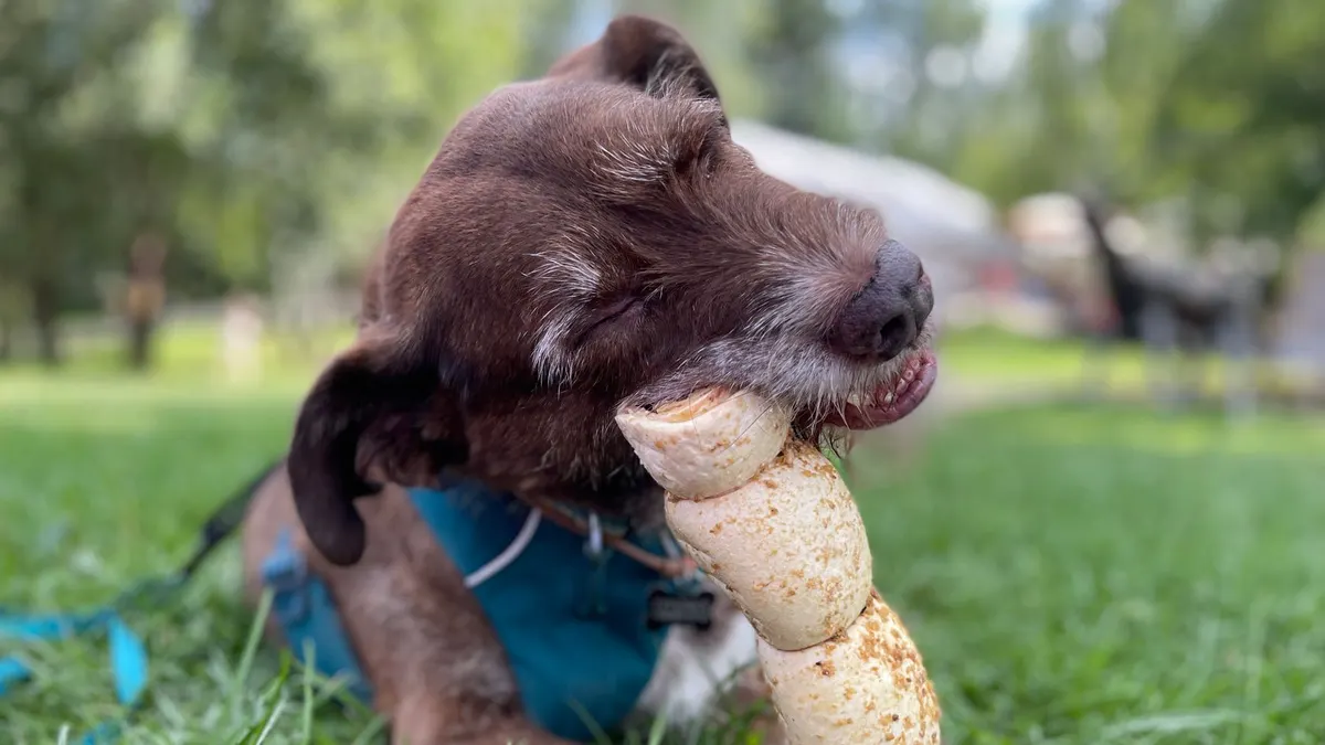 Best Dental Chews for Older Dogs