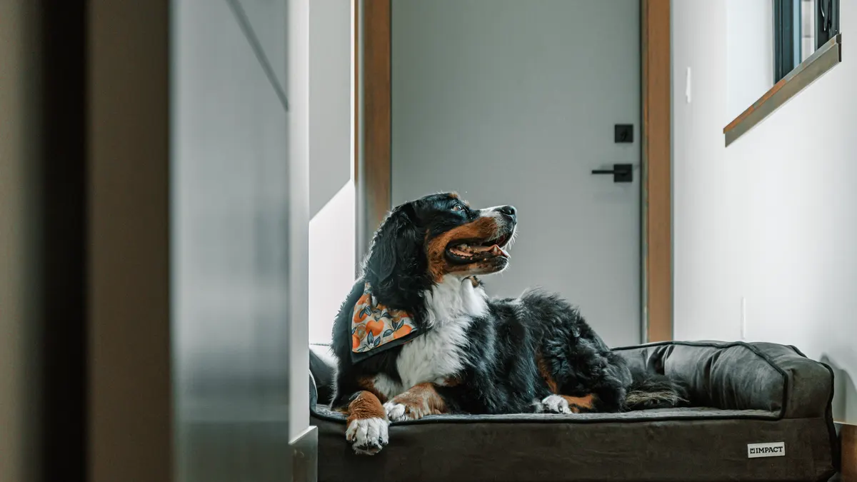 Best Dog Beds for Dogs With Arthritis