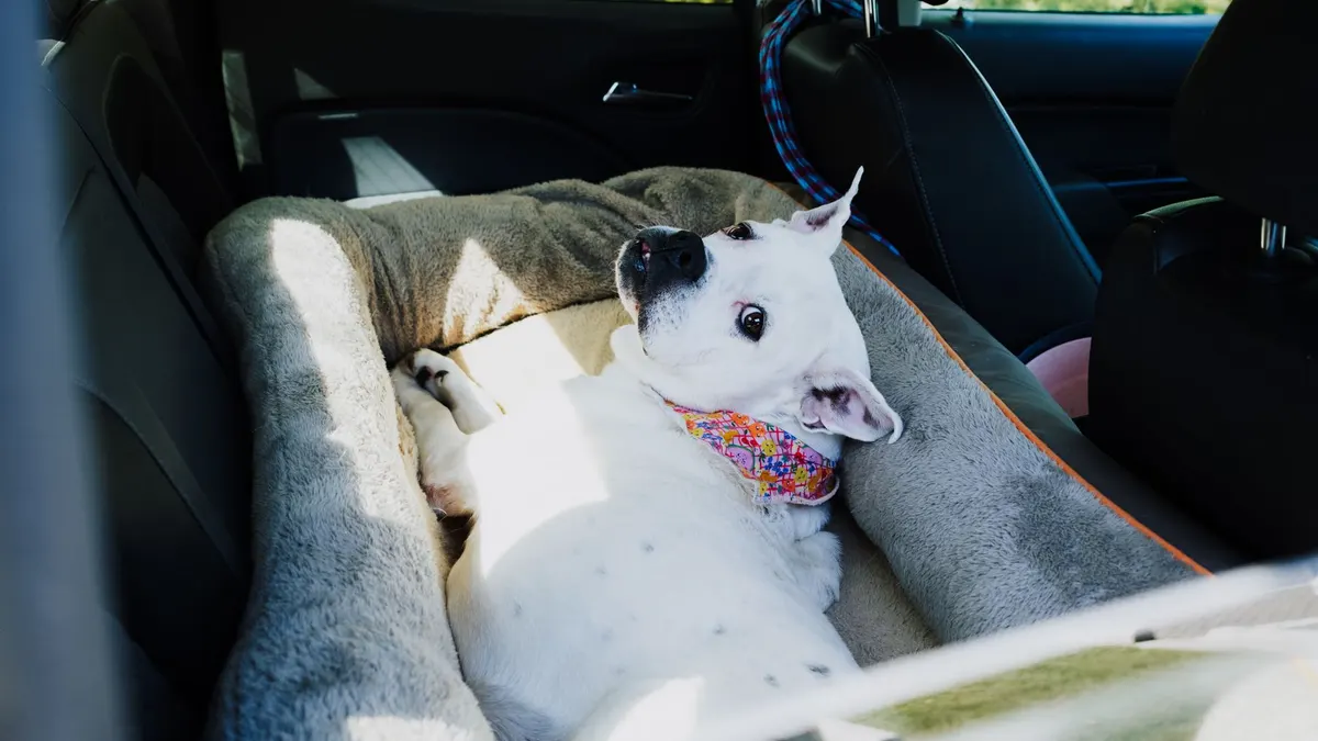 Best Dog Ramps for Senior Dogs: Safer Car + Bed Access