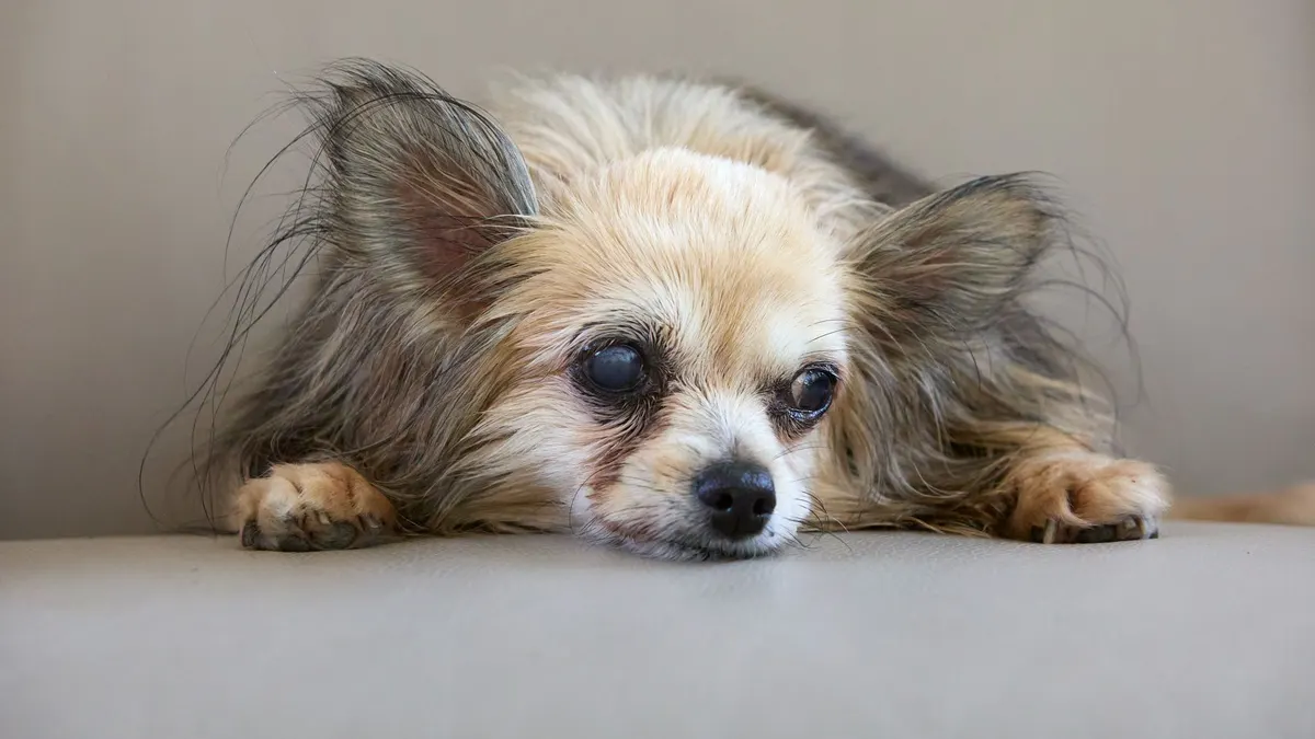 Best Non-Slip Mats for Senior Dogs