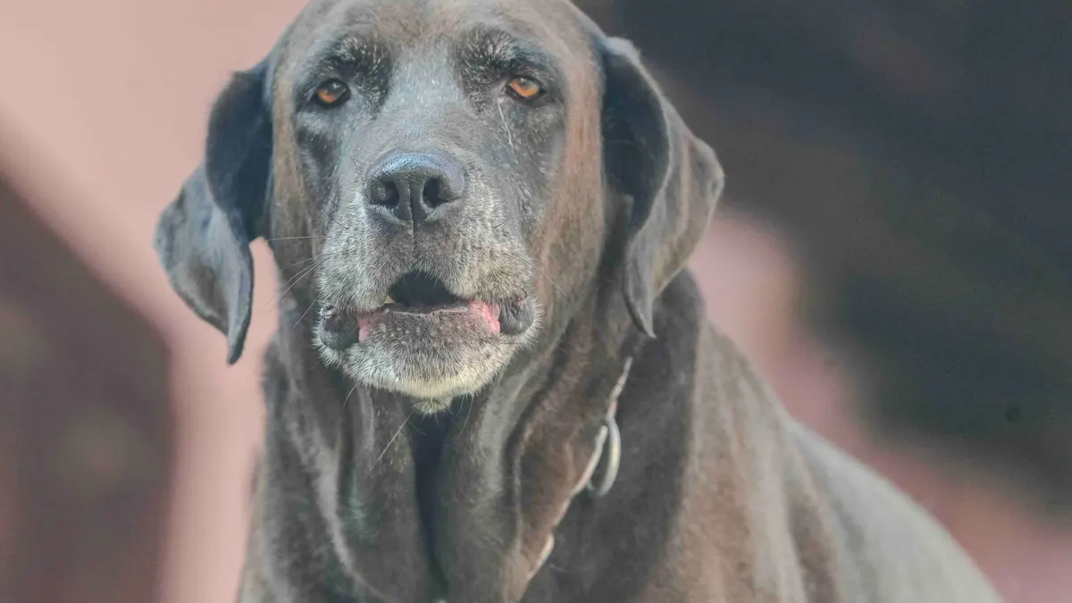 Easy Brain Games for Senior Dogs