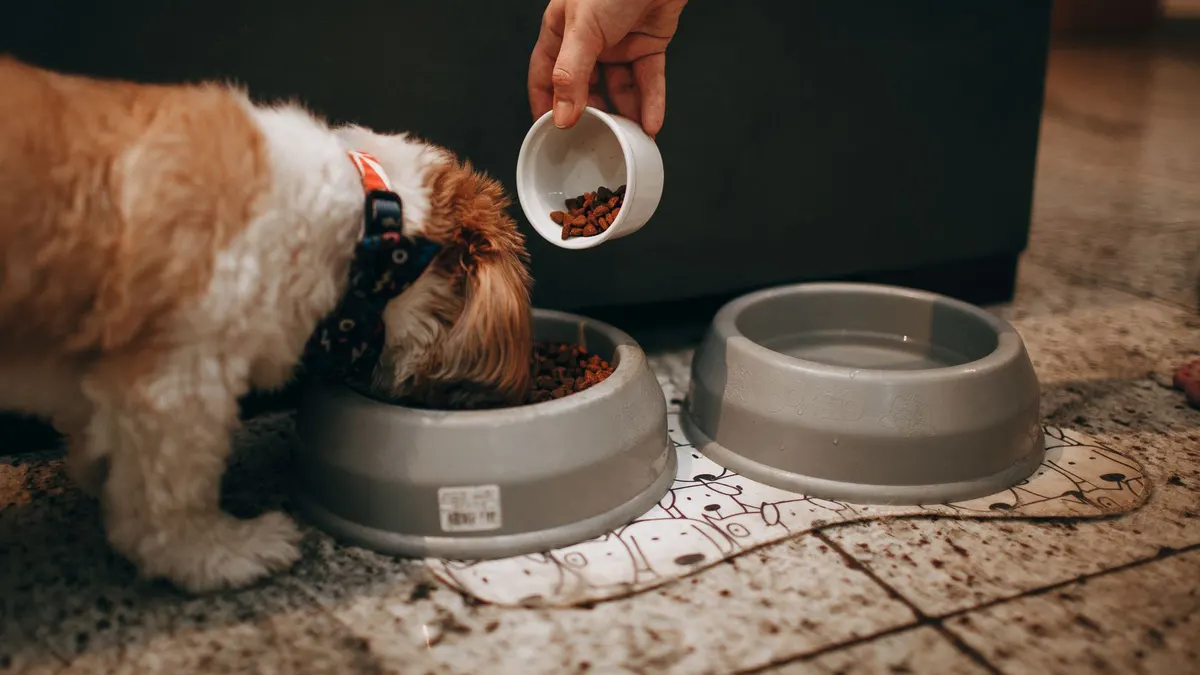 How Many Times a Day Should a Senior Dog Eat?