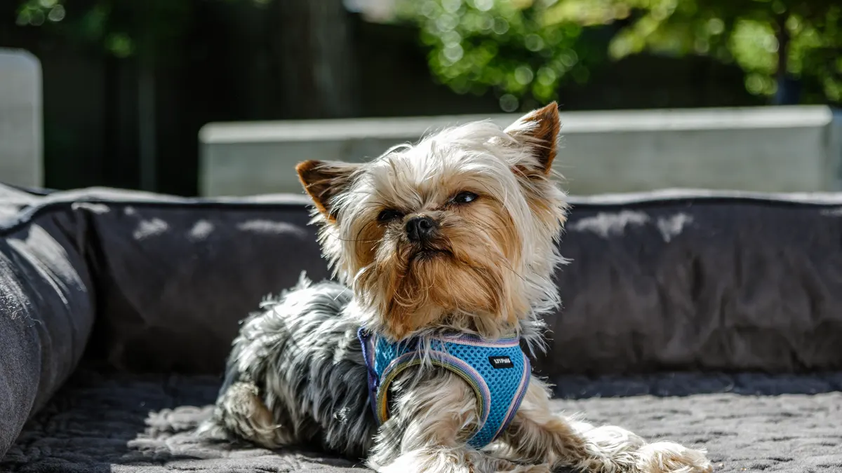 How to Choose an Orthopedic Bed for an Older Dog