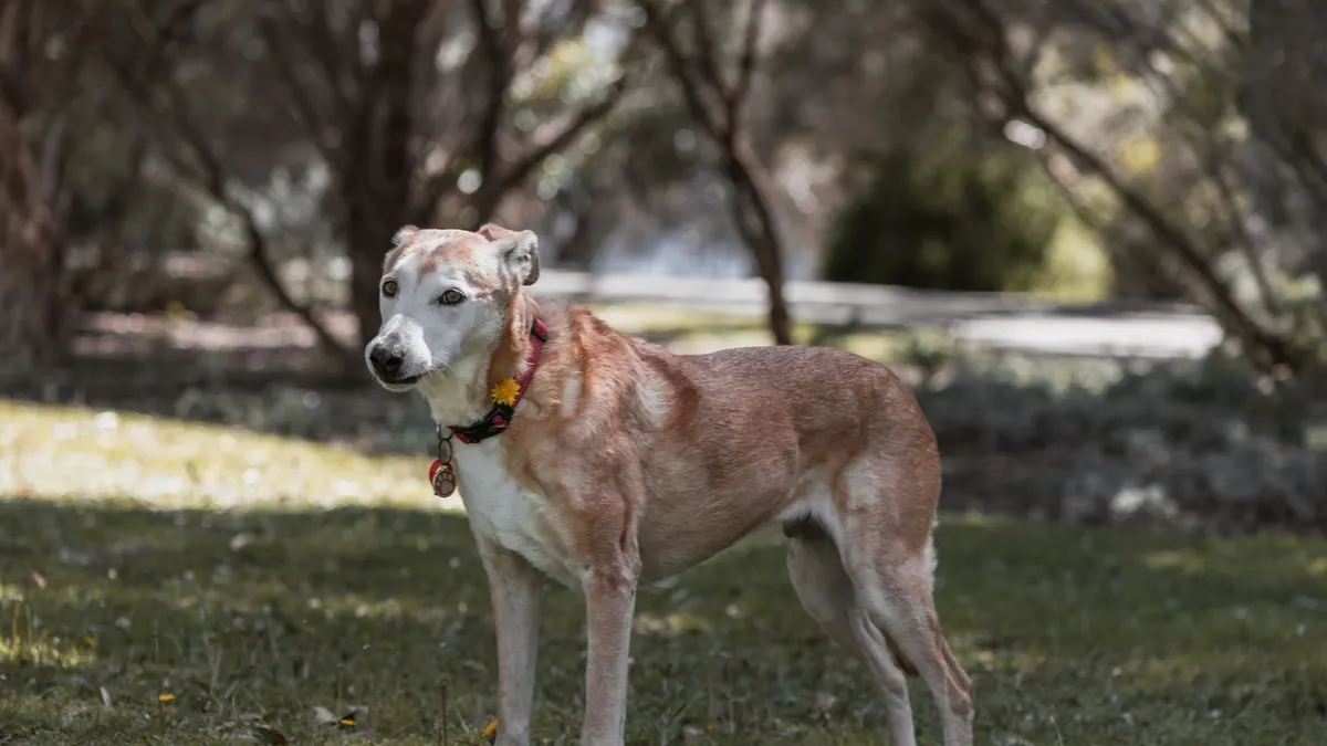 How to Help a Senior Dog Walk Better