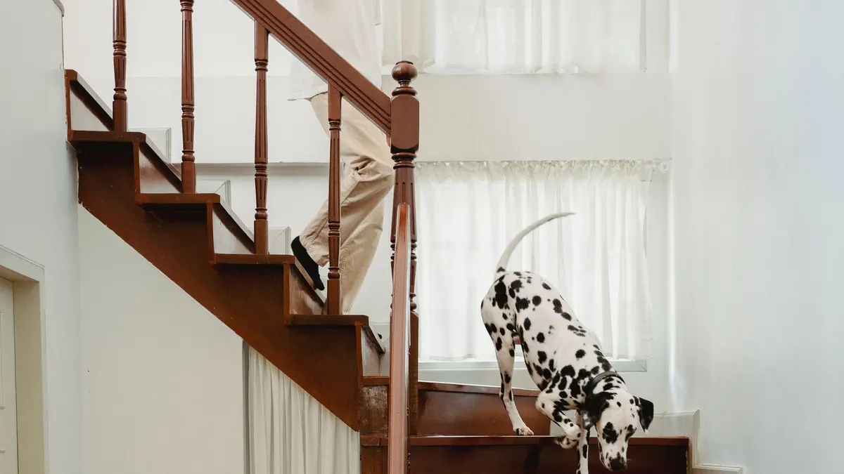 How to Make Stairs Safer for an Older Dog