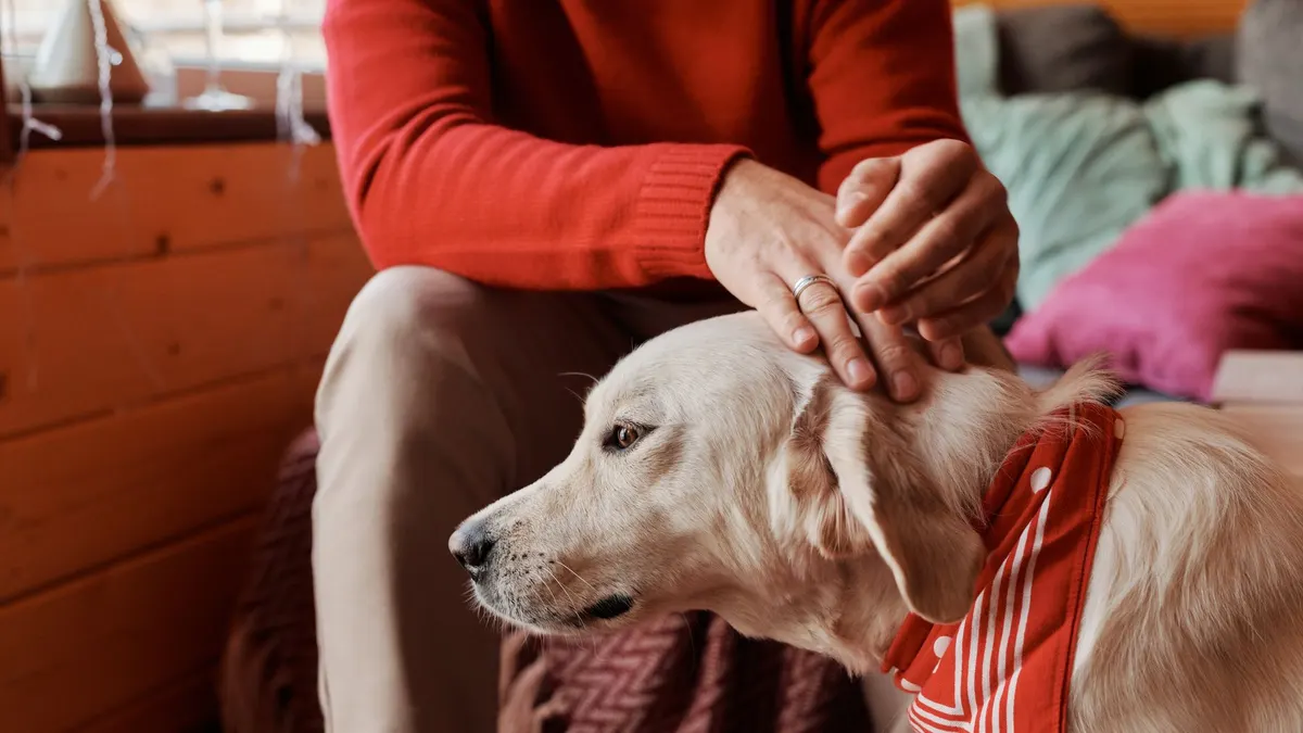 How to Make Your Home More Comfortable for an Older Dog