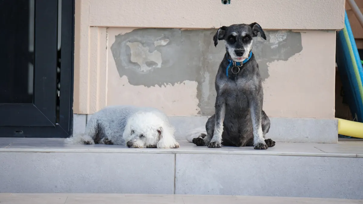 How to Stop an Older Dog From Falling Down Stairs