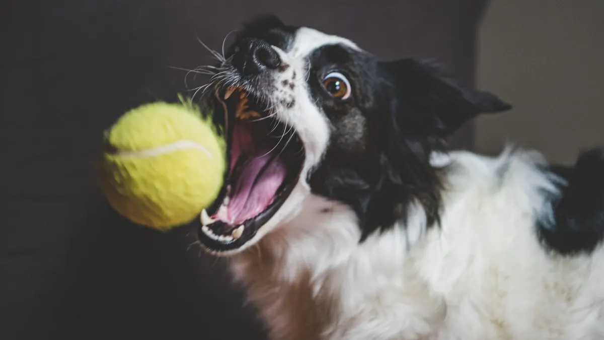 Indoor Exercises for Older Dogs With Mobility Problems
