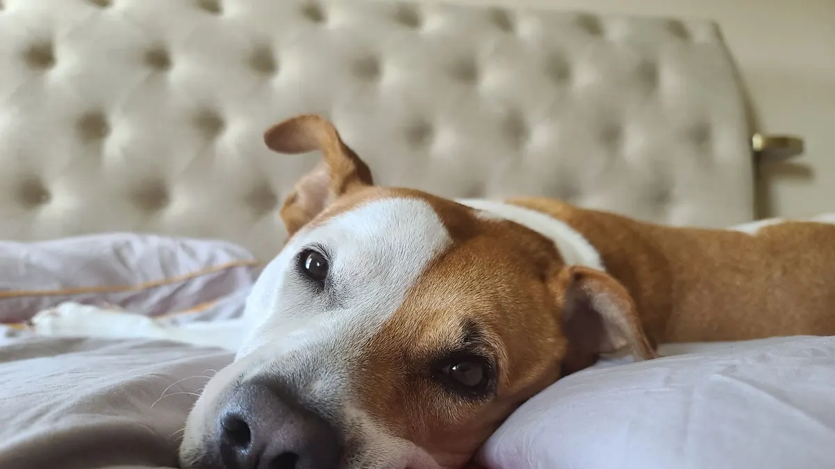 Orthopedic Dog Beds vs Regular Dog Beds