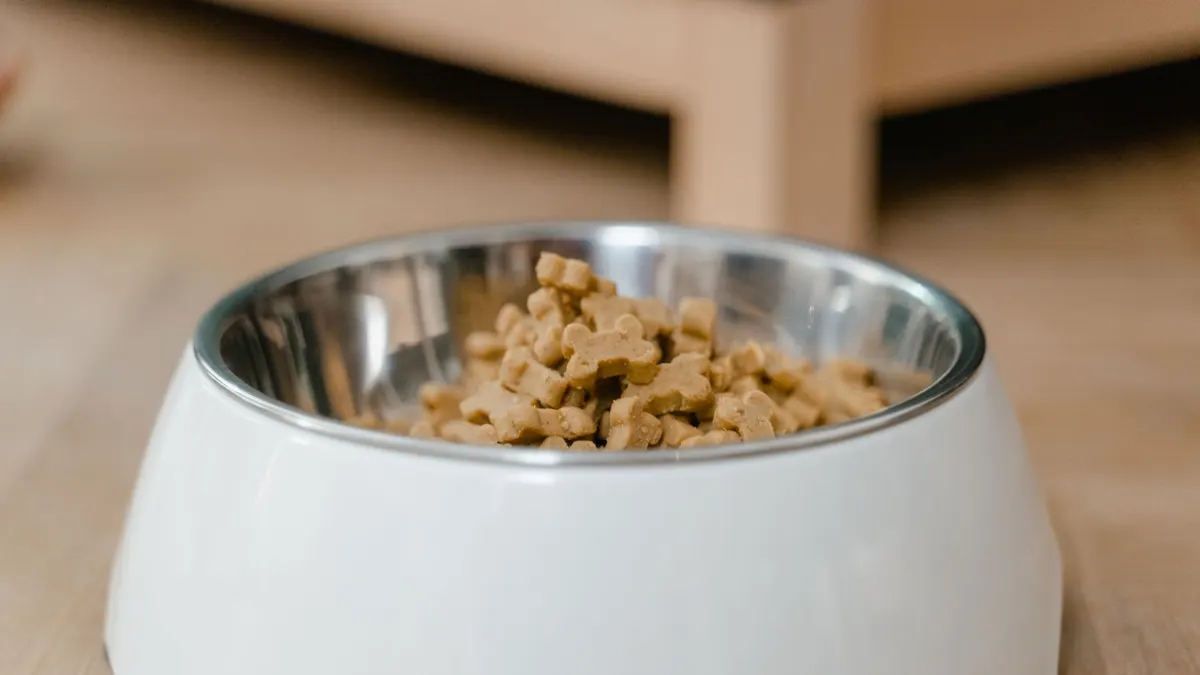 Raised vs Floor Dog Bowls for Older Dogs
