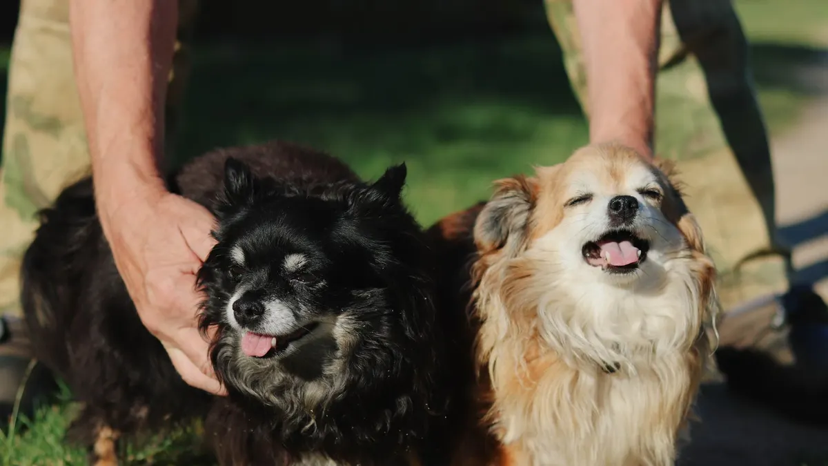 Senior Dog Behavior Changes: What Owners Should Notice