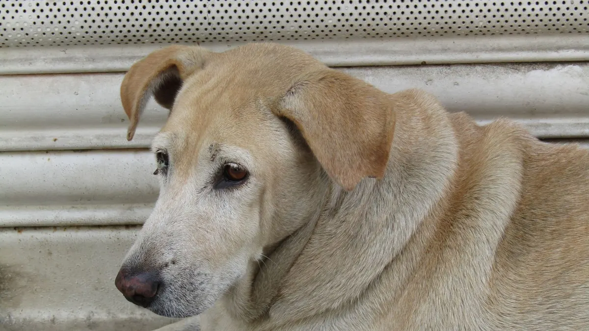 Senior Dog Care for Large Breeds