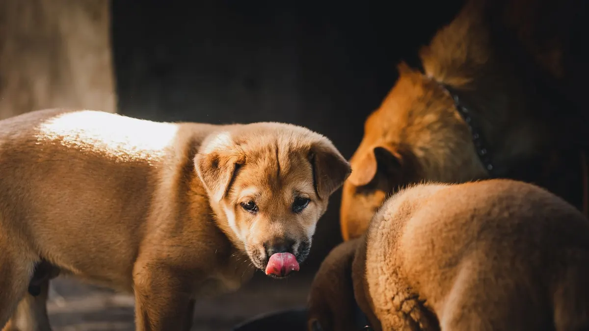 Senior Dog Feeding Schedule: A Simple Guide