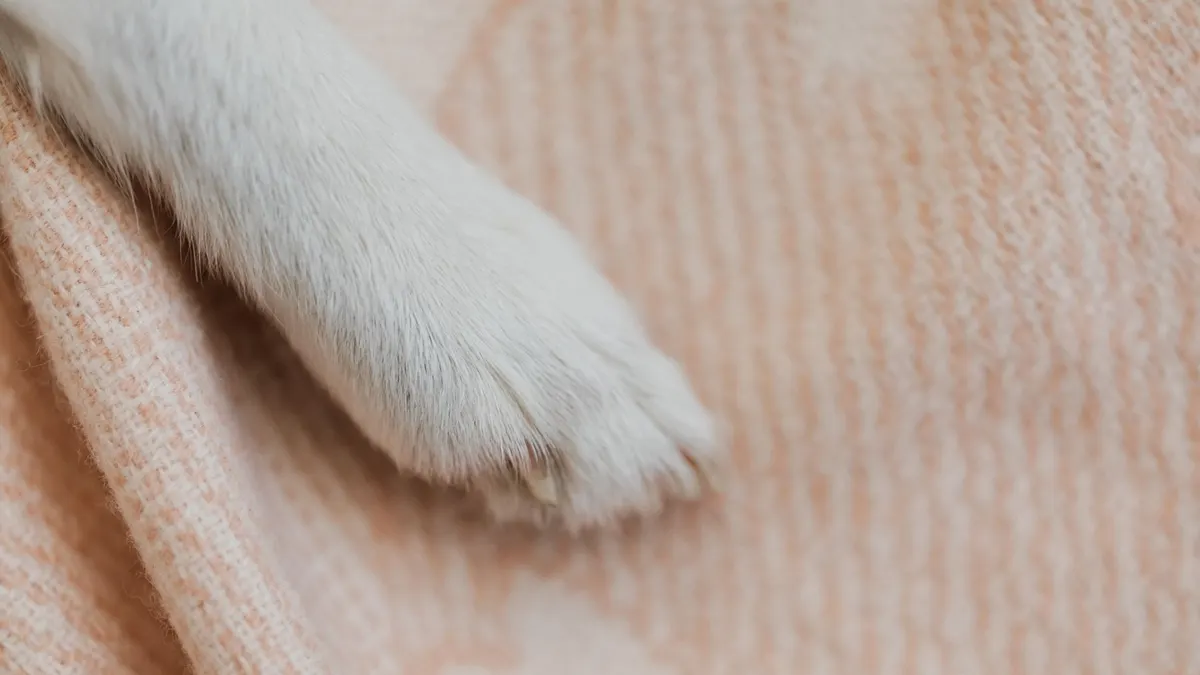 Senior Dog Warmth and Rest: A Better Sleep Setup