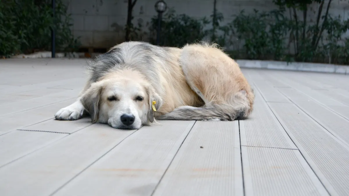 10 Signs Your Dog Is Getting Older — And What You Can Do