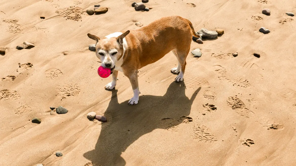 Why Are My Senior Dog's Back Legs Weak?