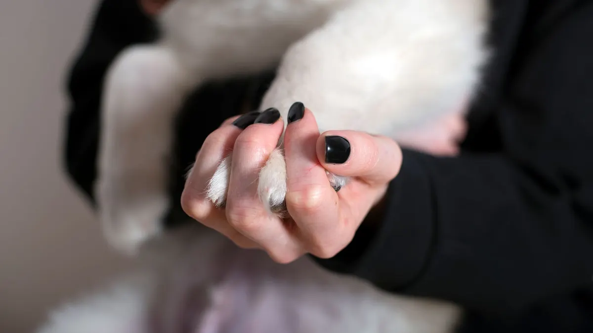 Why Are My Senior Dog’s Nails Getting Long?