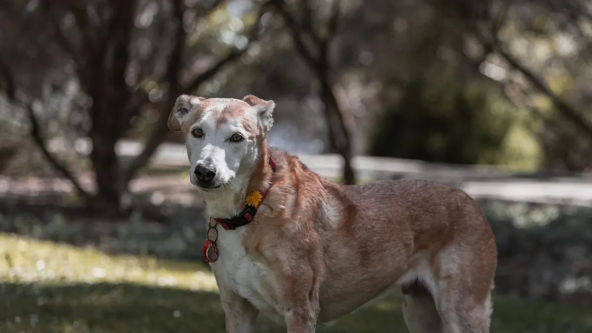 Why Does My Senior Dog Seem Confused?