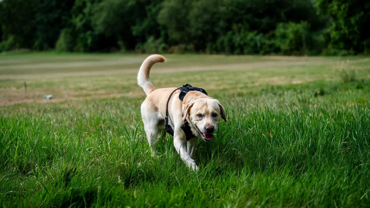 Why Is My Older Dog Having Trouble Walking?